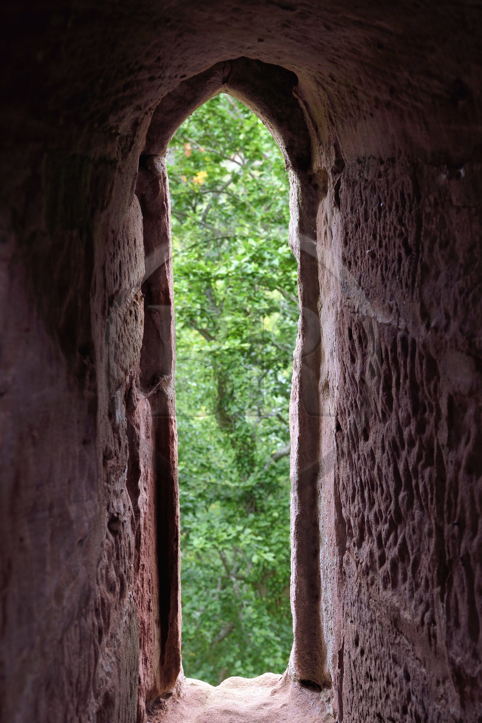 France, Bas-Rhin (67), Parc naturel régional des Vosges du Nord, Niedersteinbach, foret domaniale de Steinbach, ruines du chateau de Wasigenstein