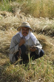 Egypte, désert libyque, oasis de Dakhla, travaux des champs