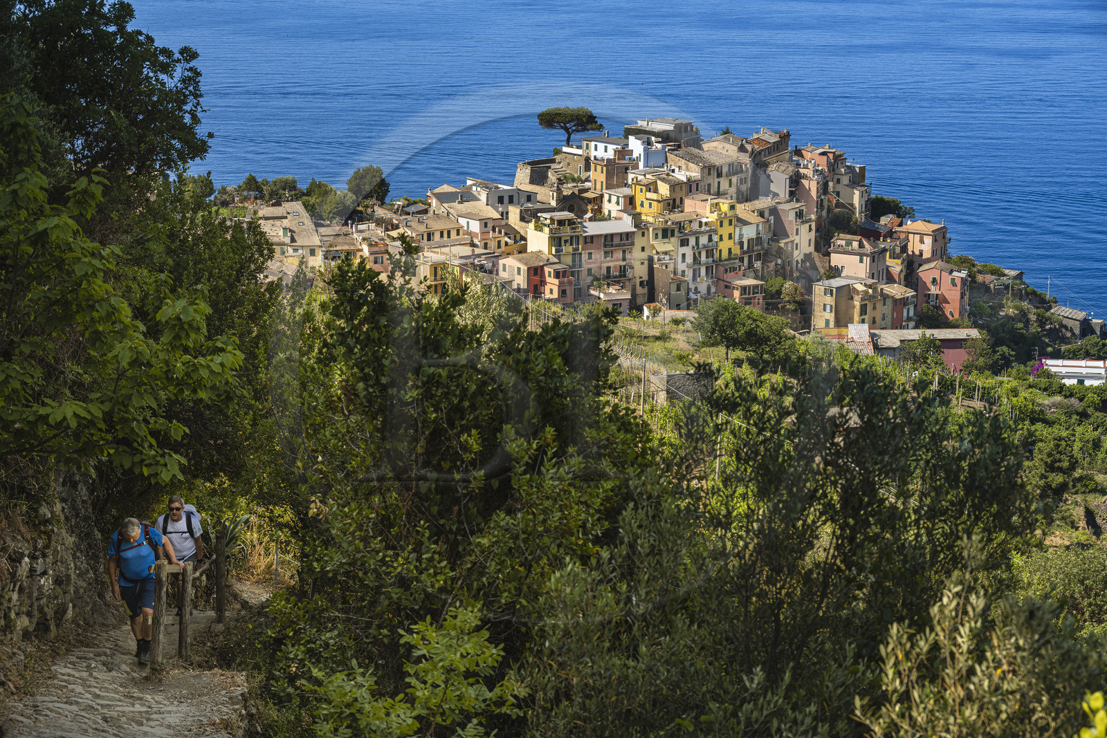 Italie, Ligurie, Cinque Terre, parc national des Cinque Terre classé Patrimoine Mondial de l'UNESCO, randonneurs montant sur le sentier GR 586 entre Corniglia et Volastra au dessus de Manarola, le village de  Corniglia en arrière plan