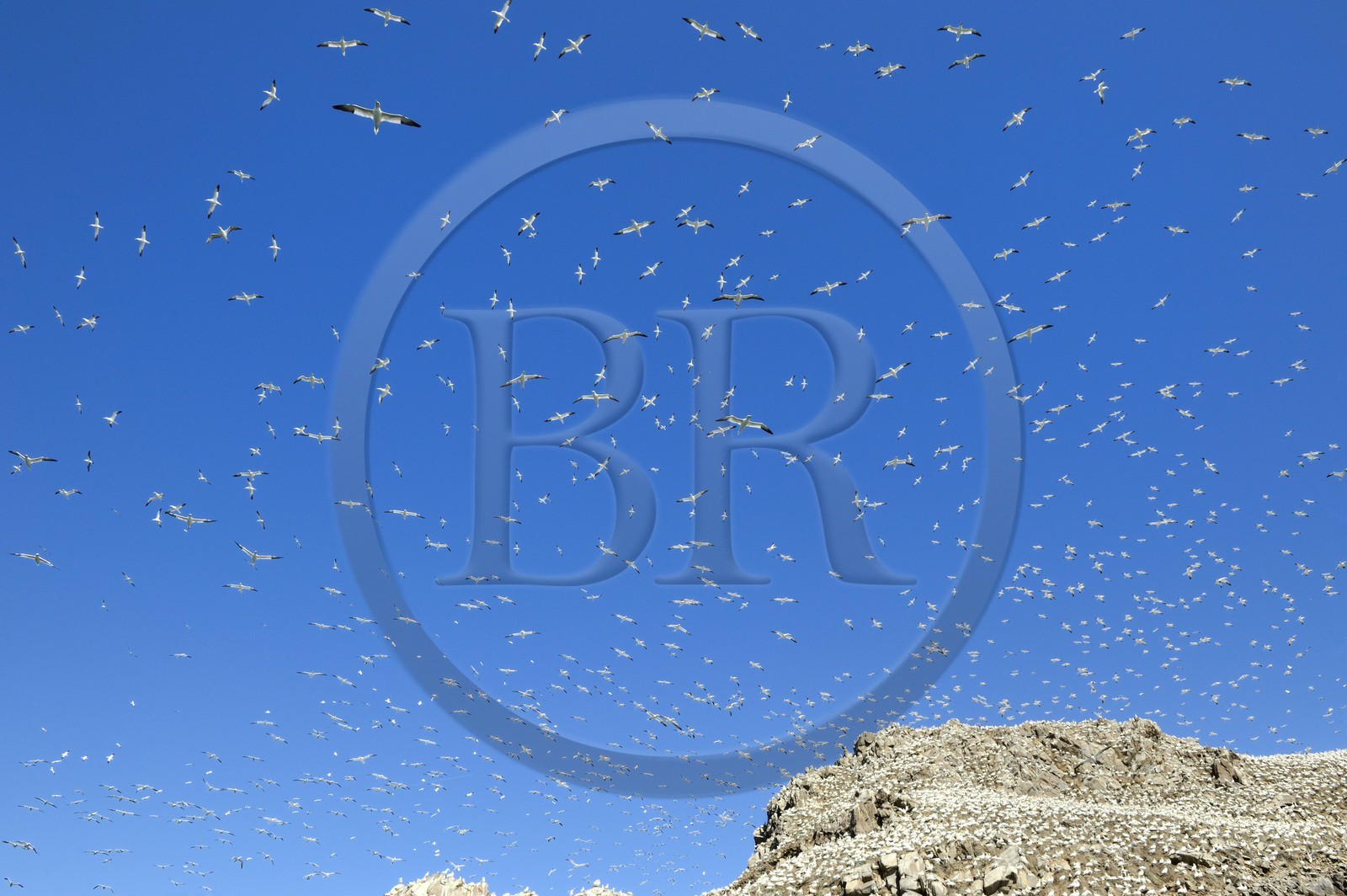 France, Côtes-d'Armor (22), Perros-Guirec, archipel et réserve ornithologique de Sept-Iles, Ile Rouzic, colonie de fous de Bassan (Morus bassanus), unique point de nidification en France pour plus de 20000 couples
