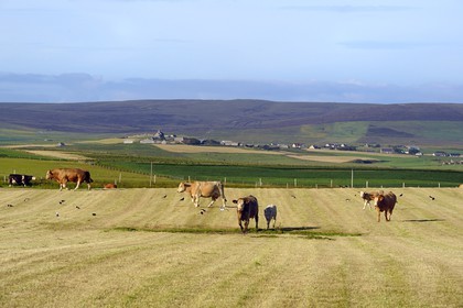 Royaume-Uni, Ecosse, Iles Orcades, Ile de Mainland, vaches