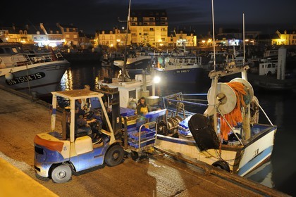 France, Loire-Atlantique (44),  port de La Turballe, retour de pêche au petit matin