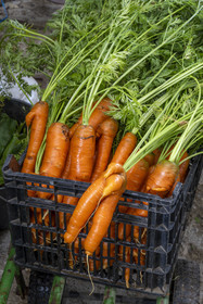 France, Morbihan (56), Ile de Groix, Kerdurand, les Jardins de Kerdu, grand jardin maraîcher bio de Erwan et Gael Leclercq, carottes bio