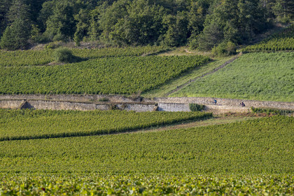 France, Côte-d'Or (21), les climats de Bourgogne classés Patrimoine Mondial de l'UNESCO, Route des Grands Crus, vignoble de la Côte de Beaune, Savigny-les-Beaune, cyclistes dans le vignoble