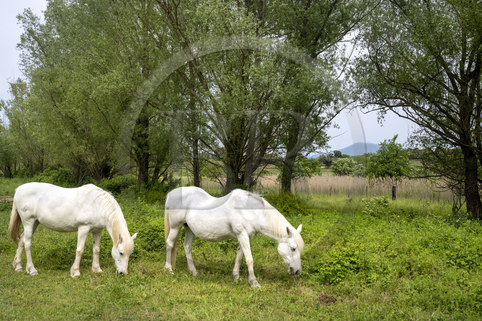 France, Vaucluse (84), chevaux en bordure de l'étang de Courthézon et le Mont Ventoux en arrière plan