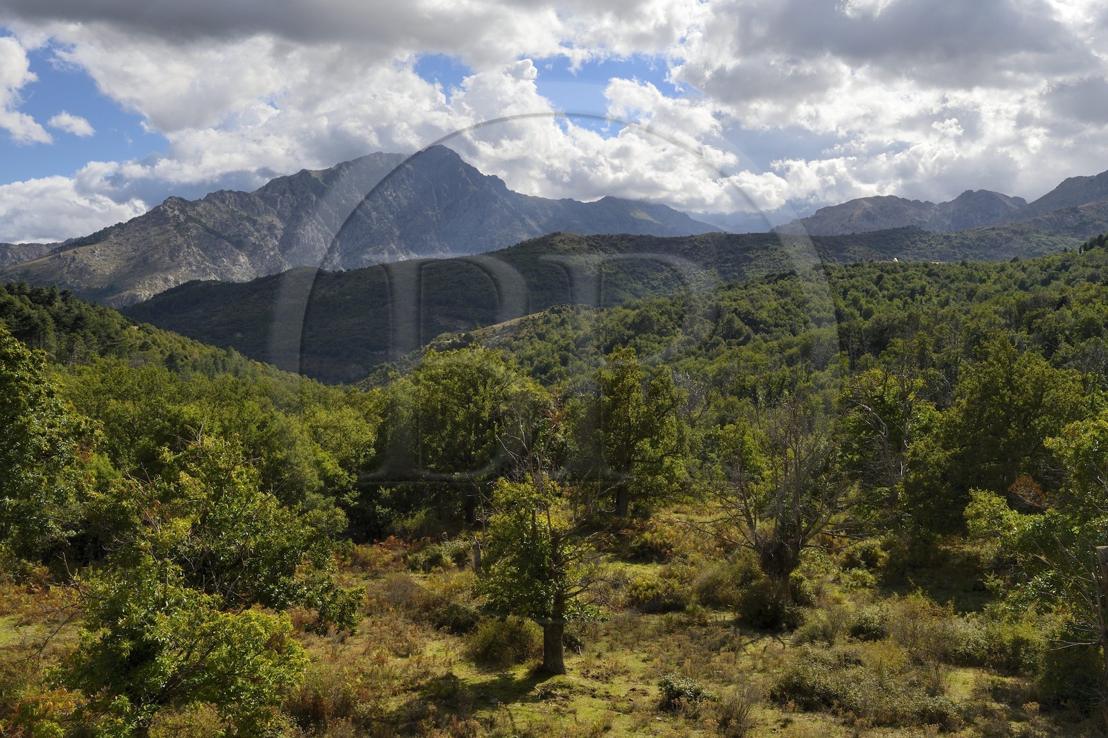 France, Haute-Corse (2B), Balagne, vallée du Giussani dans le parc naturel régional, la forêt de Tartagine
