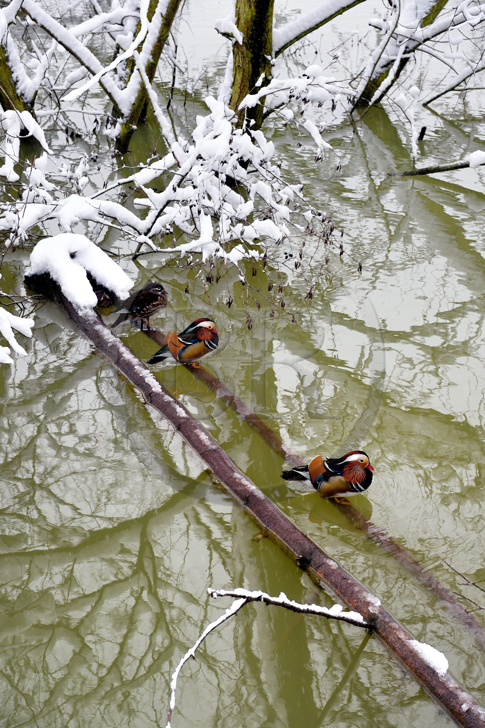 France, Val-de-Marne (94), les bords de Marne, Bry-sur-Marne, canard mandarin (Aix galericulata)