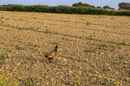 France, Morbihan (56), Ile de Groix, un des nombreux faisans qui vivent sur l'ile