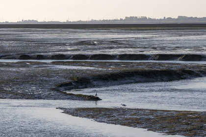 France, Vendée (85), Ile de Noirmoutier, Noirmoutier-en-l'Ile, aigrette dans le canal d'accès au port à marée basse