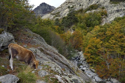 France, Haute-Corse (2B), Vivario, GR 20, étape entre le refuge de l'Onda et Vizzavona, foret de Vizzavona, vache paissant au bord des cascades des anglais, groupe de cascades dans la vallée de l'Agnone au pied du Monte d'Oro