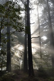 France, Bas-Rhin (67), Mont Saint-Odile, lever de soleil dans la brume du petit matin