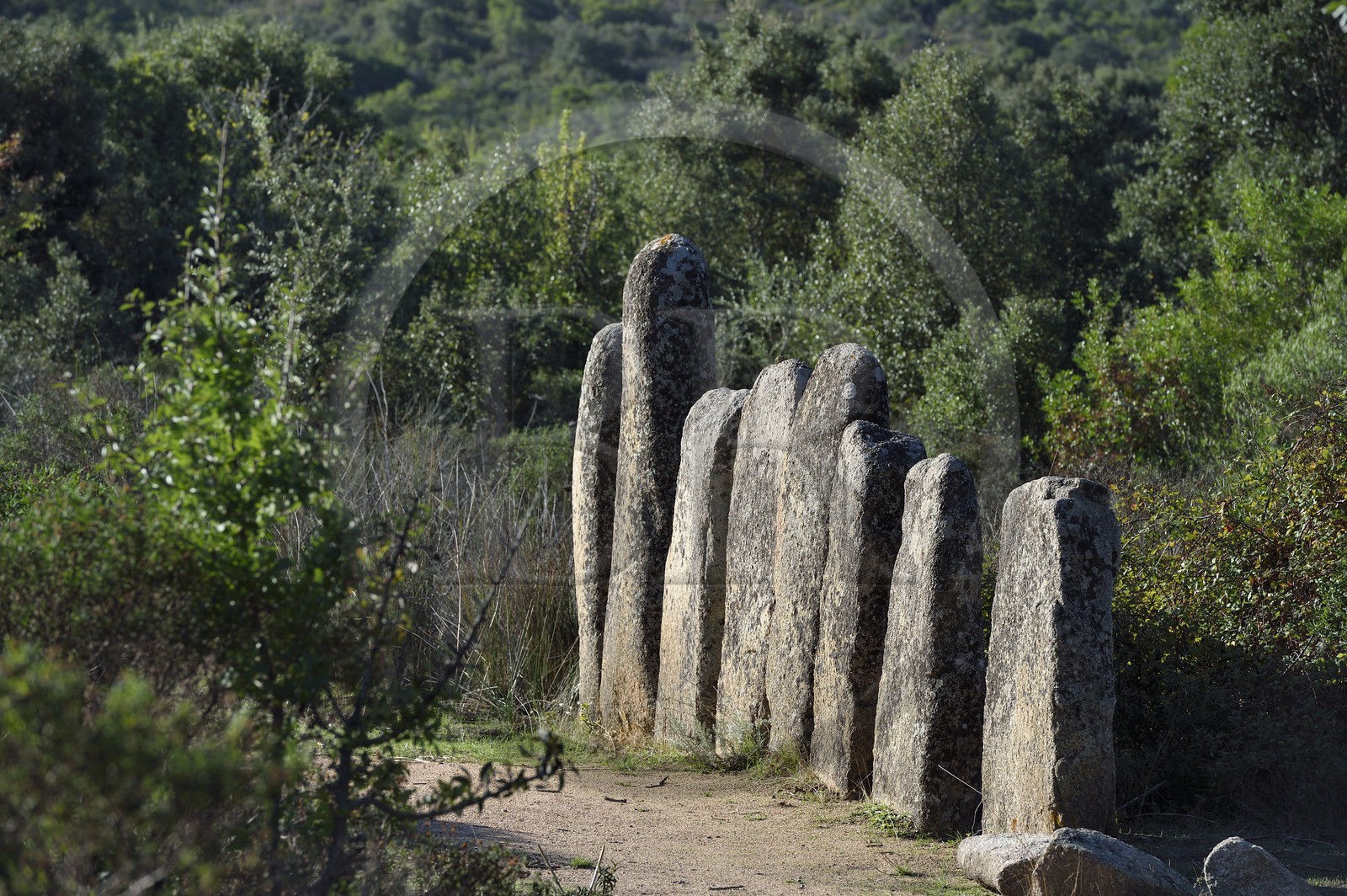 France, Corse-du-Sud (2A), Sartène, alignements de menhirs de Palaggiu (Pagliaju), dressés entre 1900 et 1000 avant Jésus-Christ, avec ses 258 menhirs, c'est le plus important de Méditerranée