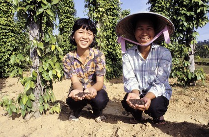 Vietnam, île de Phu Quoc, femmes dans leur culture du poivre