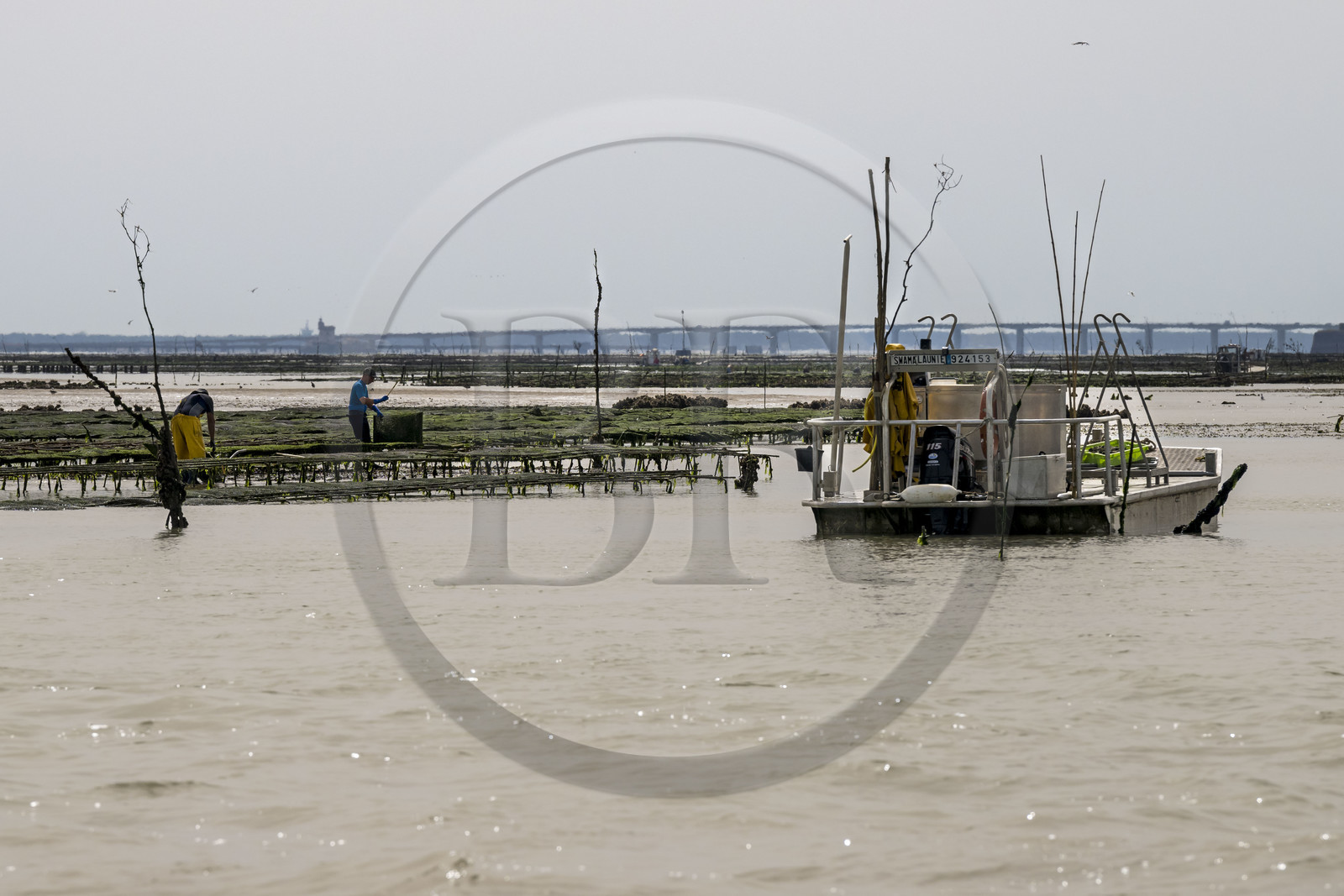 France, Charente-Maritime (17), Ile d'Oléron, Dolus-d’Oléron, entretien des parcs à huitres du bassin de Marennes-Oléron dans le Pertuis d'Antioche à marée basse