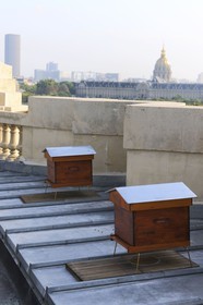 France, Paris (75), les ruches sur le toit du Grand Palais