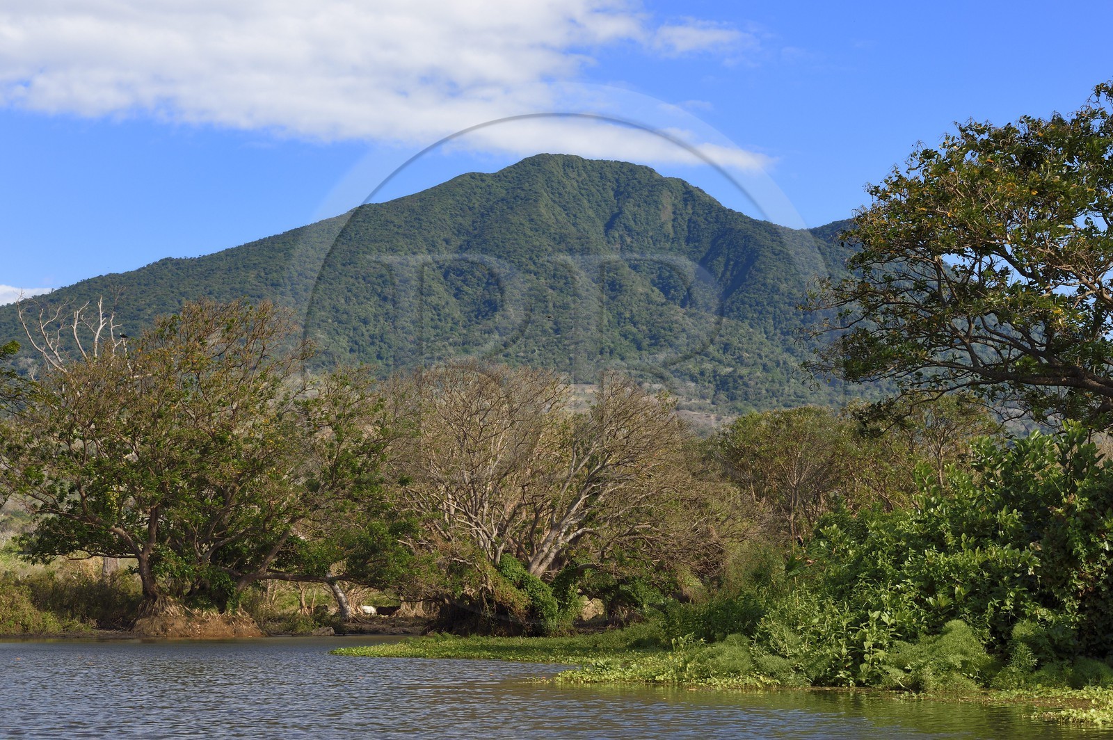 Nicaragua, Ile d'Ometepe réserve mondiale de Biosphère sur le lac Nicaragua, marais le long du Rio Istian et le volcan Maderas en arrière plan