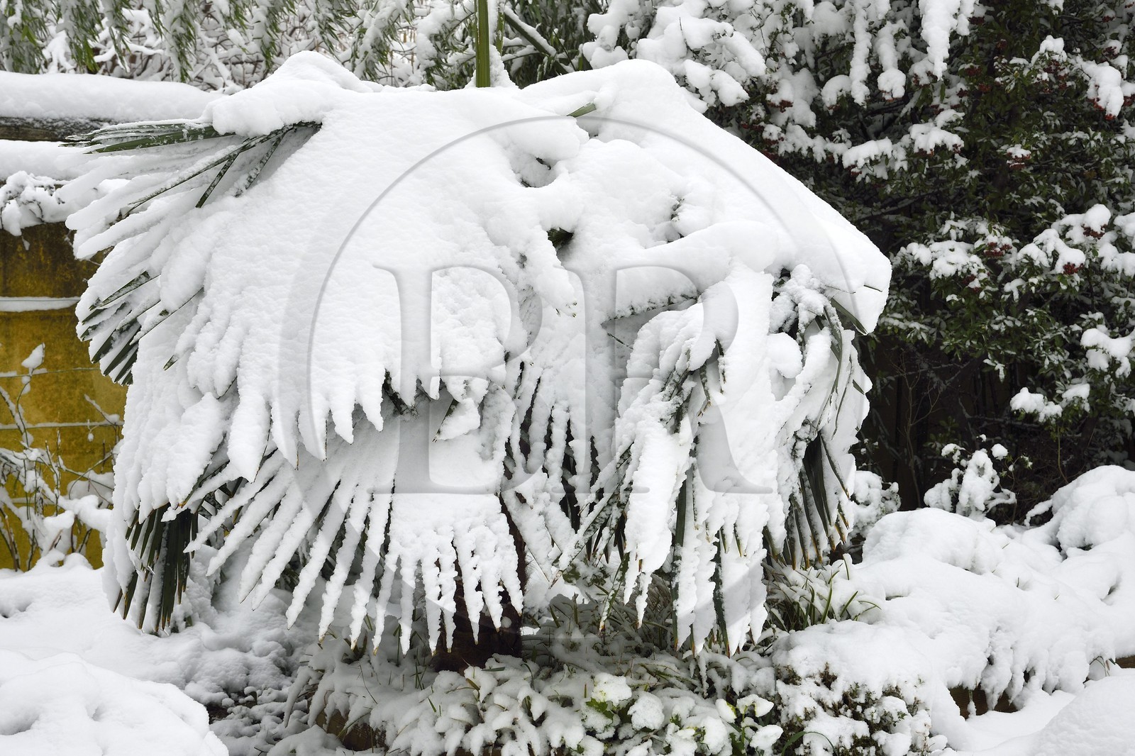 France, Val-de-Marne (94), Bry-sur-Marne, palmier ployant sous la neige