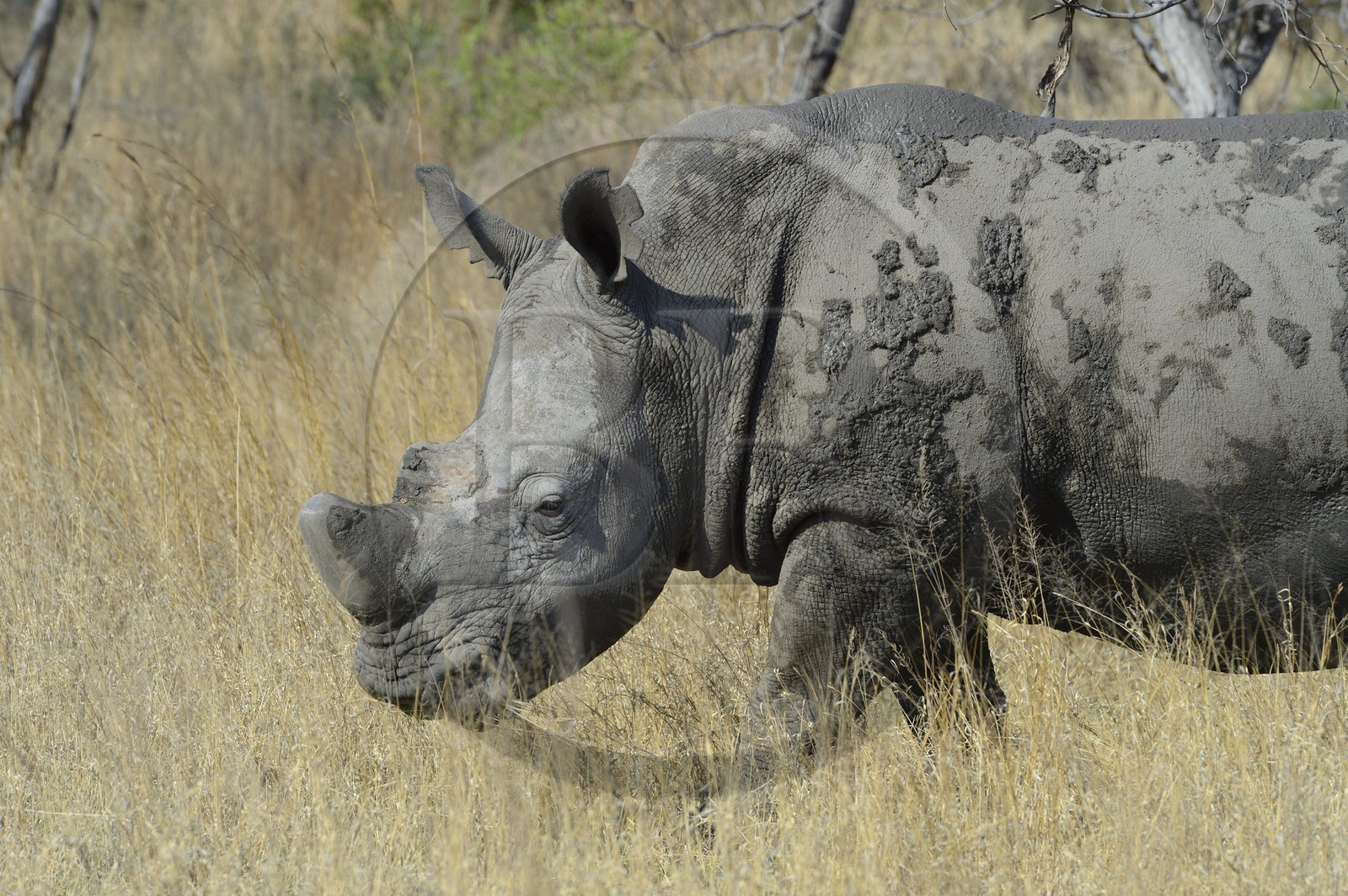 Zimbabwe, province de Matabeleland méridional, Matobo ou Matopos Hills National Park, classé Patrimoine Mondial de l'UNESCO, rhinocéros blanc (Ceratotherium simum), adulte male d'environ 15 ans
