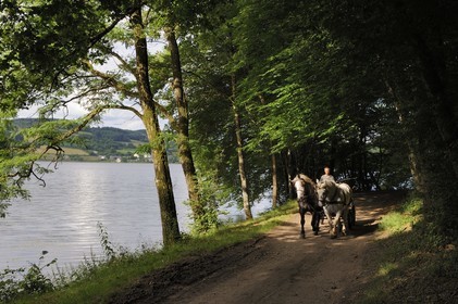 France, Nièvre (58), lac de Pannecière, Alain Perruchot agriculteur et éleveur de chevaux au commande de son attelage
