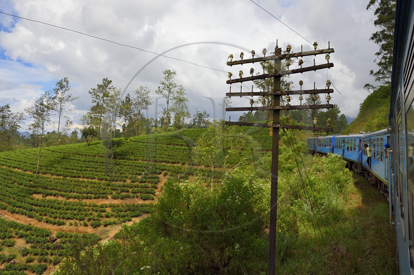 Sri Lanka, Province du Centre, trajet en train dans la région montagneuse de la culture du thé entre Hatton et Badulla, ici entre Rotagala et Talawakele
