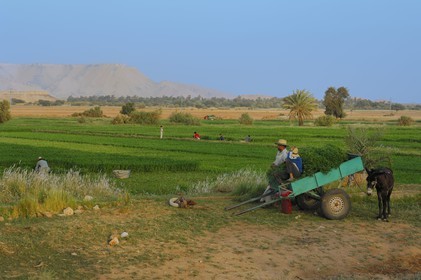 Egypte, désert libyque, oasis de Dakhla, travaux des champs