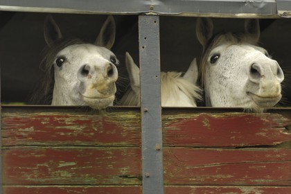 Irlande, Galway, transport de chevaux