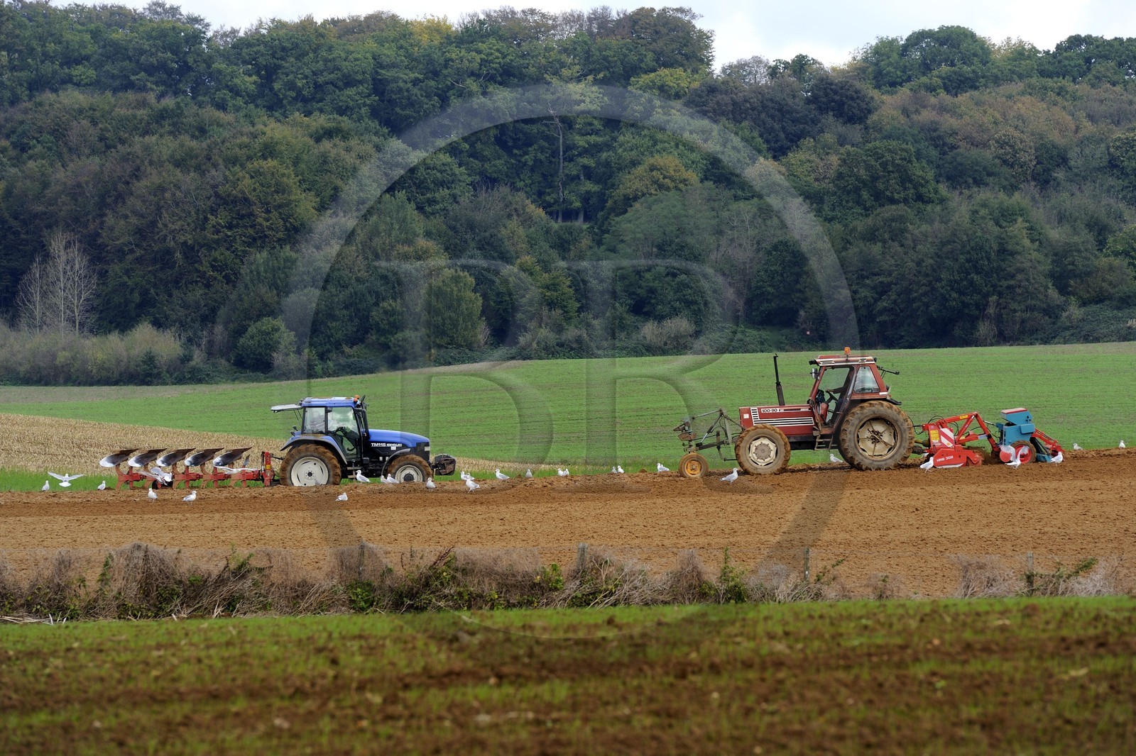 France, Seine-Maritime (76), Bretteville-du-Grand-Caux, labour, goélands se nourissent dans la terre retournée par les tracteurs