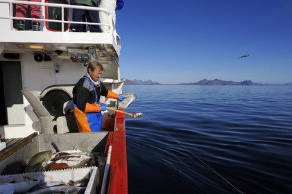 Norvège, Nordland, Îles Lofoten, pêche à la ligne professionnelle