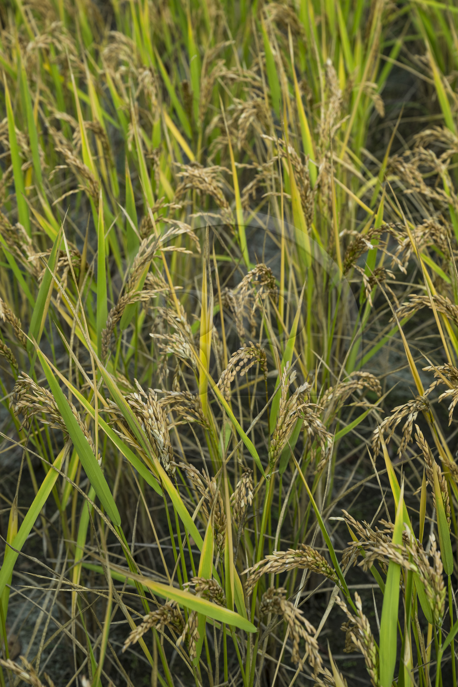 France, Gard (30), Générargues vers Anduze, Bambouseraie en Cévennes, plantation de riz de Camargue