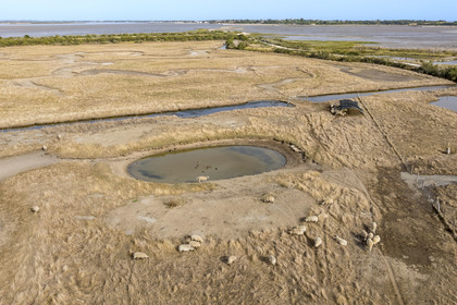 France, Charente-Maritime (17), Port-des-Barques, Ile Madame, la Ferme Aquacole de l'Ile Madame, elevage de moutons et canards dans l'étang (vue aérienne)