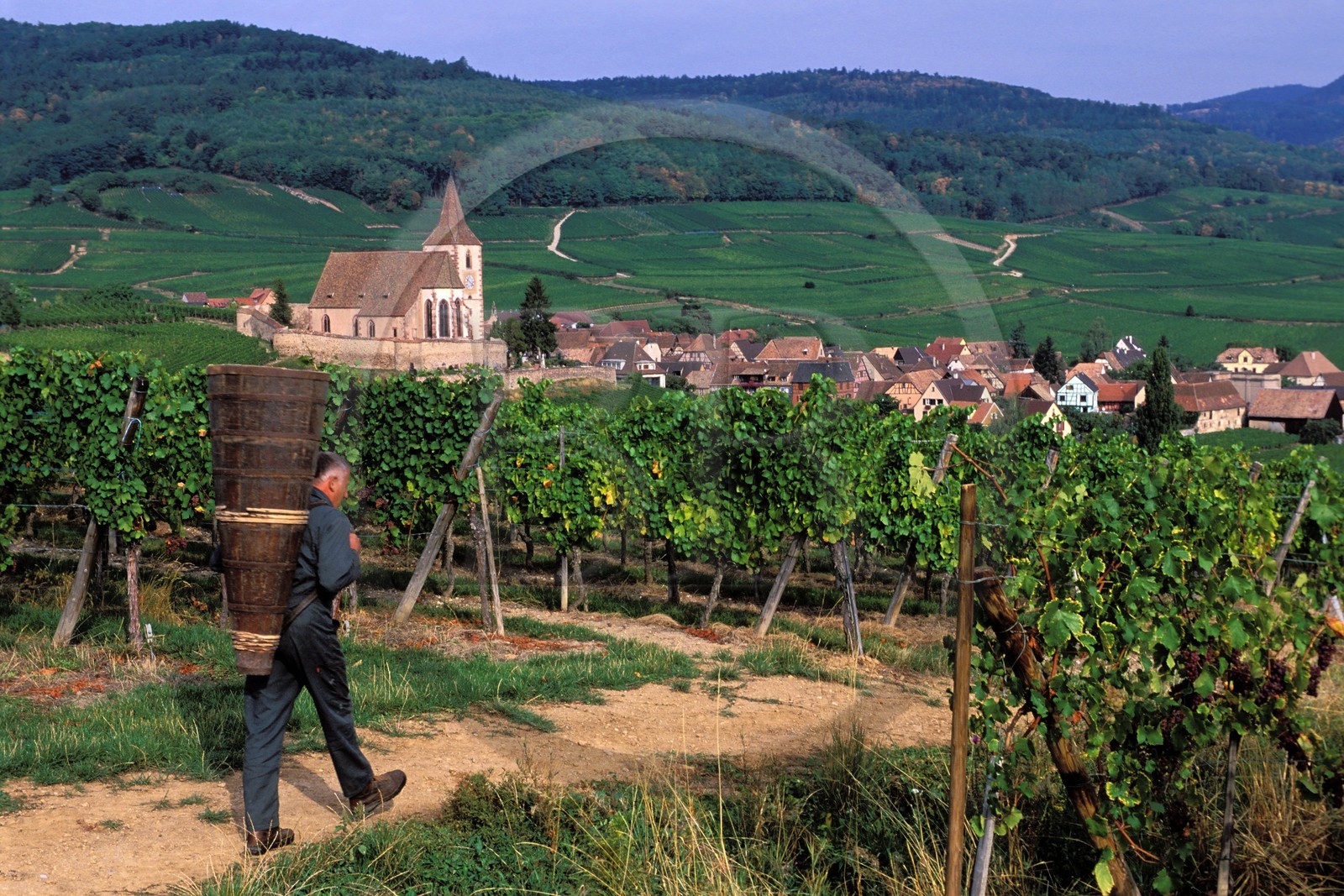 France, Haut-Rhin (68), Route des vins d' Alsace, Hunawihr, labellisé Les Plus Beaux Villages de France, le vendangeur Christophe Kurtz avec une hotte en bois