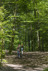 France, Bas-Rhin (67), Parc naturel régional des Vosges du Nord, Obersteinbach, foret domaniale de Steinbach, randonneurs sur le GR532 vers les ruines du chateau de Lutzelhardt