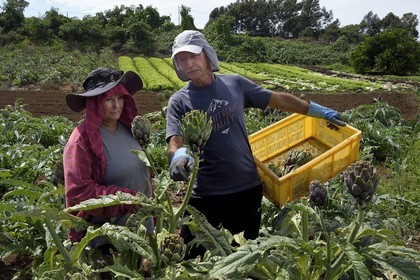 France, Ile de la Reunion, Le Tampon, la Plaine des Cafres, les agriculteurs Jacqueline et Jean-Pierre Lacaille dans leur champ d'artichauts