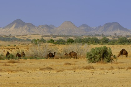 Egypte, Basse-Egypte, désert libyque, oasis de Bahariya (Bahareyya), élevage de dromadaires