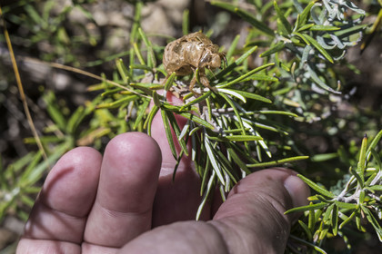 France, Hérault (34), Saint-Guilhem-le-Désert, labellisé Les Plus Beaux Villages de France, mue d'un grillon