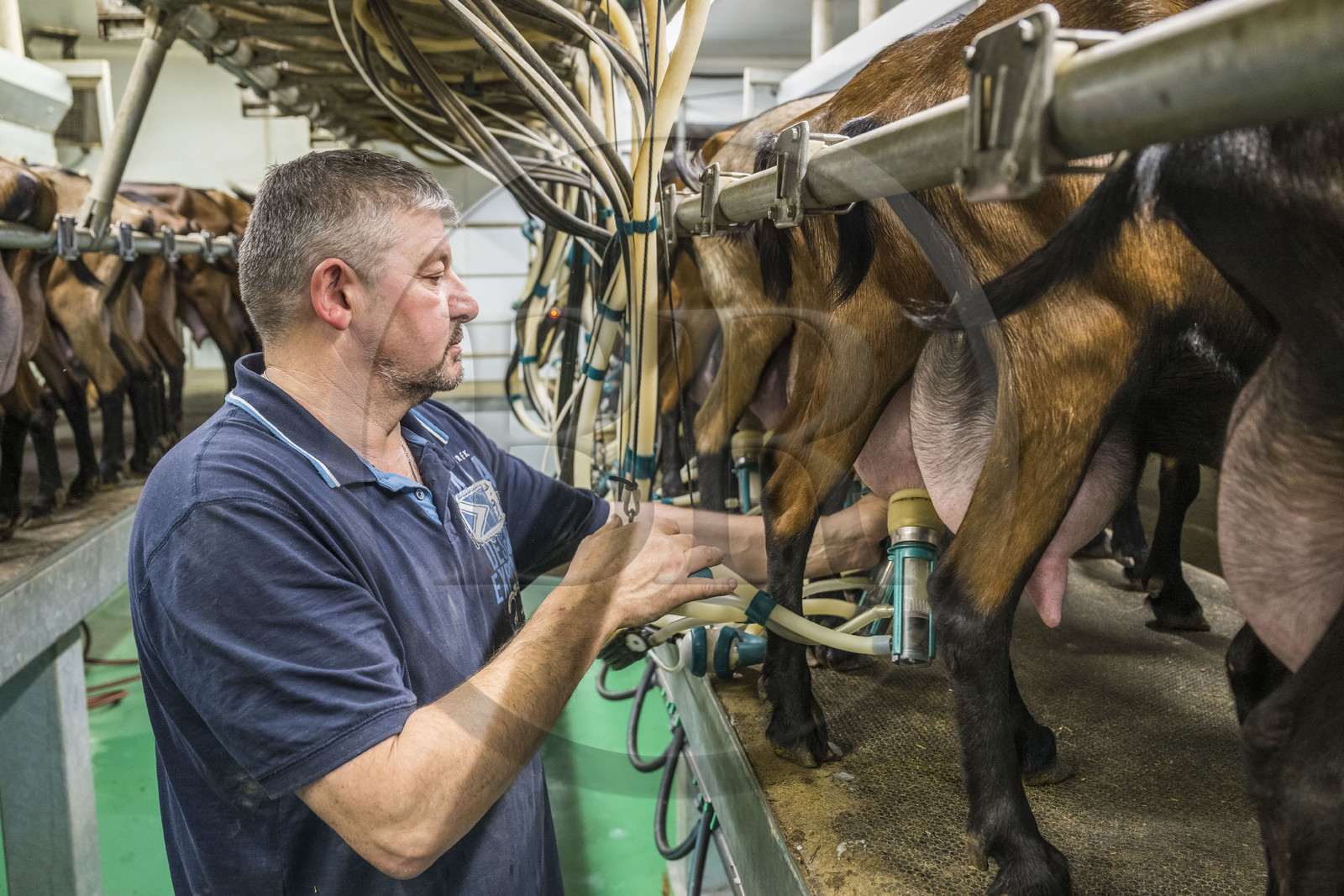 France, Bas-Rhin (67), Parc naturel régional des Vosges du Nord, Obersteinbach, la chèvrerie de La Ferme du Steinbach, Pierre Sturtzer à la traite des chèvres