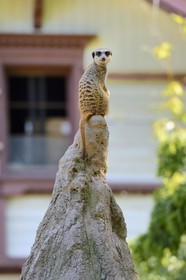 France, Haut-Rhin (68), Mulhouse, parc zoologique et botanique, suricate (Suricata suricatta)