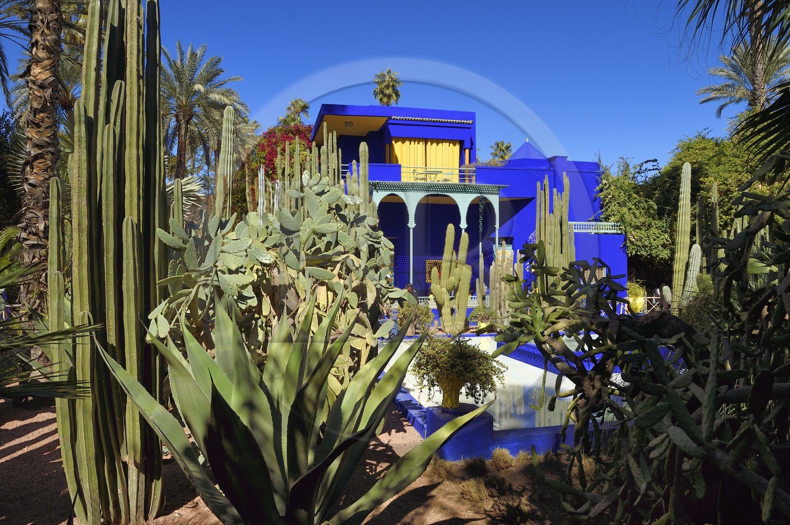 Maroc, Haut-Atlas, Marrakech, ville impériale, quartier de Gueliz, jardin Majorelle fondé en 1931 par le peintre français Jacques Majorelle puis racheté en 1980 par Yves Saint Laurent et Pierre Bergé