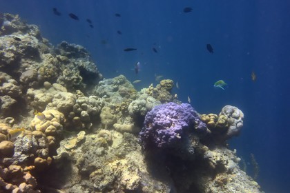 Philippines, Calamian Islands dans le nord de Palawan, Coron Island Natural Biotic Area, récif de corail