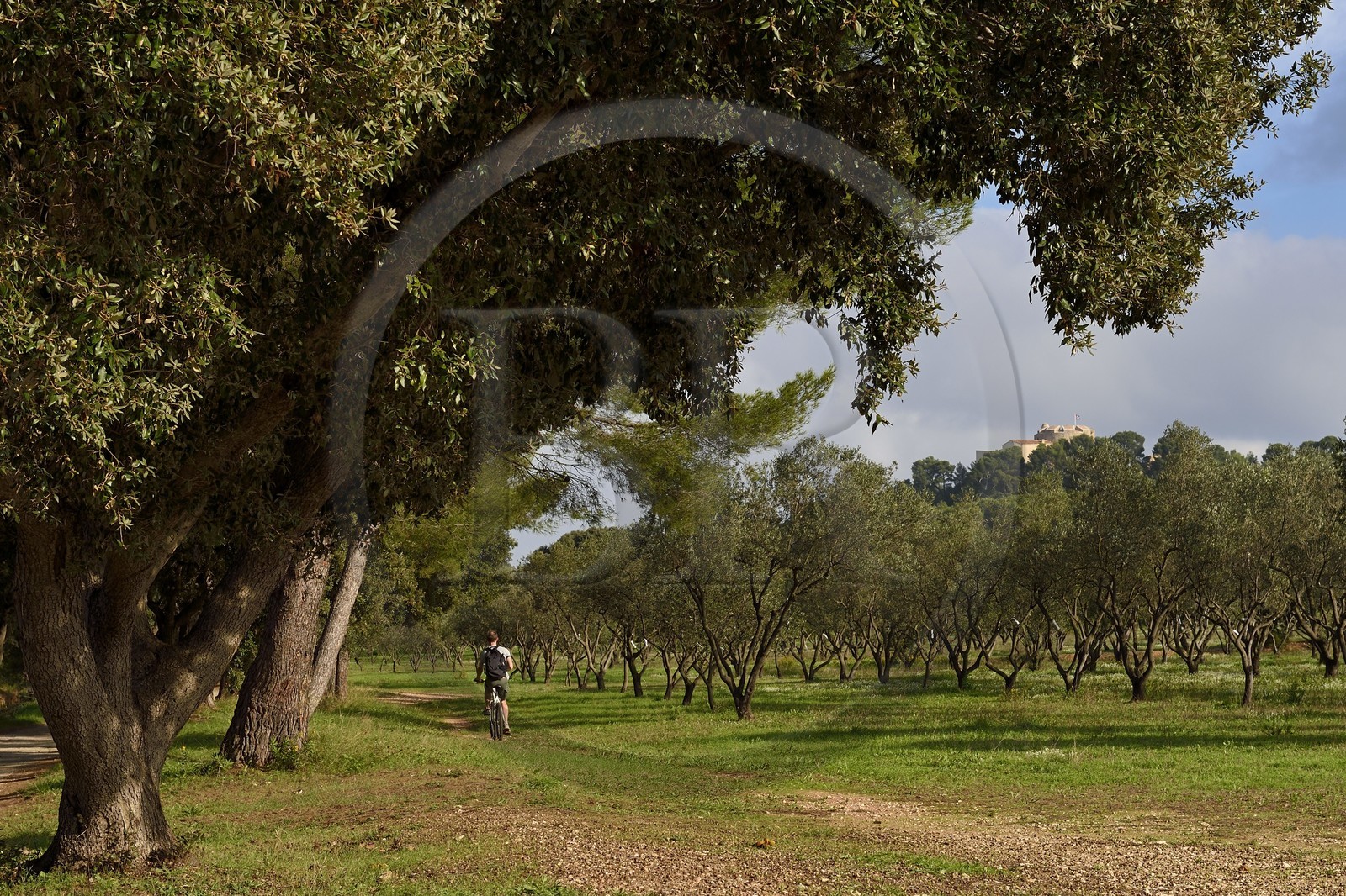 France, Var (83), Iles d'Hyères, parc national de Port Cros, Ile de Porquerolles, plantation d'espèces très variées d'oliviers et le chateau Sainte-Agathe en arrière plan