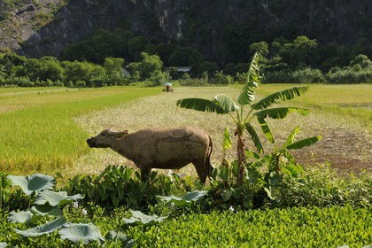 Vietnam, province de Ninh Binh,