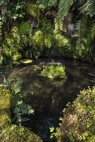 France, Côtes-d'Armor (22), Plouguiel, le Jardin botanique du Kestellic, classé jardin remarquable