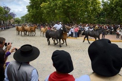 Argentine, province de Buenos Aires, San Antonio de Areco, fête du Jour de la Tradition (Dia de la Tradicion), gaucho présentant son troupeau de chevaux