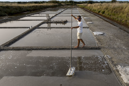 France, Charente-Maritime (17), Ile d'Oléron, Saint-Georges-d'Oléron, cueillette artisanale de la fleur de sel avec une lousse à fleur par le saunier Samuel Barbereau