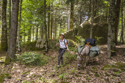 France, Lozère (48), Saint-Flour-de-Mercoire, forêts de la Margeride, randonnée avec un âne sur le chemin de Stevenson (GR 70) et sur le sentier des fades (les fées en occitan)