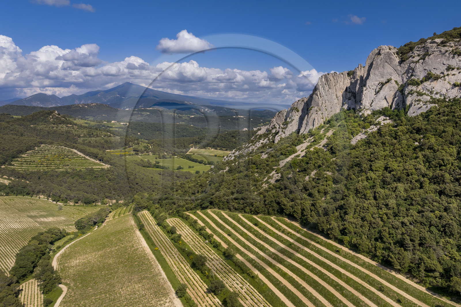 France, Vaucluse (84), Dentelles de Montmirail, la montagne des Dentelles Sarrasines et des vignobles en restanques, le Mont Ventoux en arrière plan (vue aérienne)