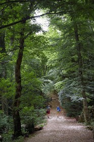 France, Var (83), Plan-d'Aups-Sainte-Baume, parc naturel régional de la Sainte-Baume, forêt relique nemeton du Massif de la Sainte-Baume protégée depuis plusieurs siècles et classée réserve biologique domaniale, randonneurs sur le Chemin des Rois et GR 9