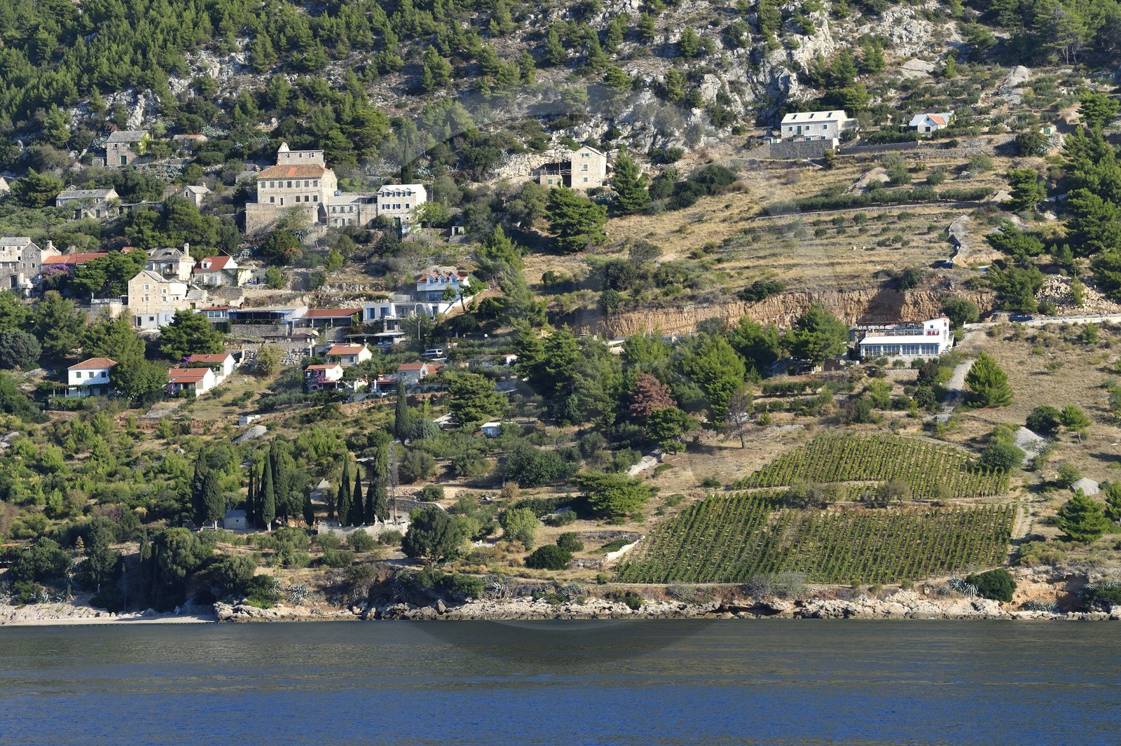 Croatie, Dalmatie, cote dalmate, cote sud de l'Ile de Brac, village de Murvica, vignoble