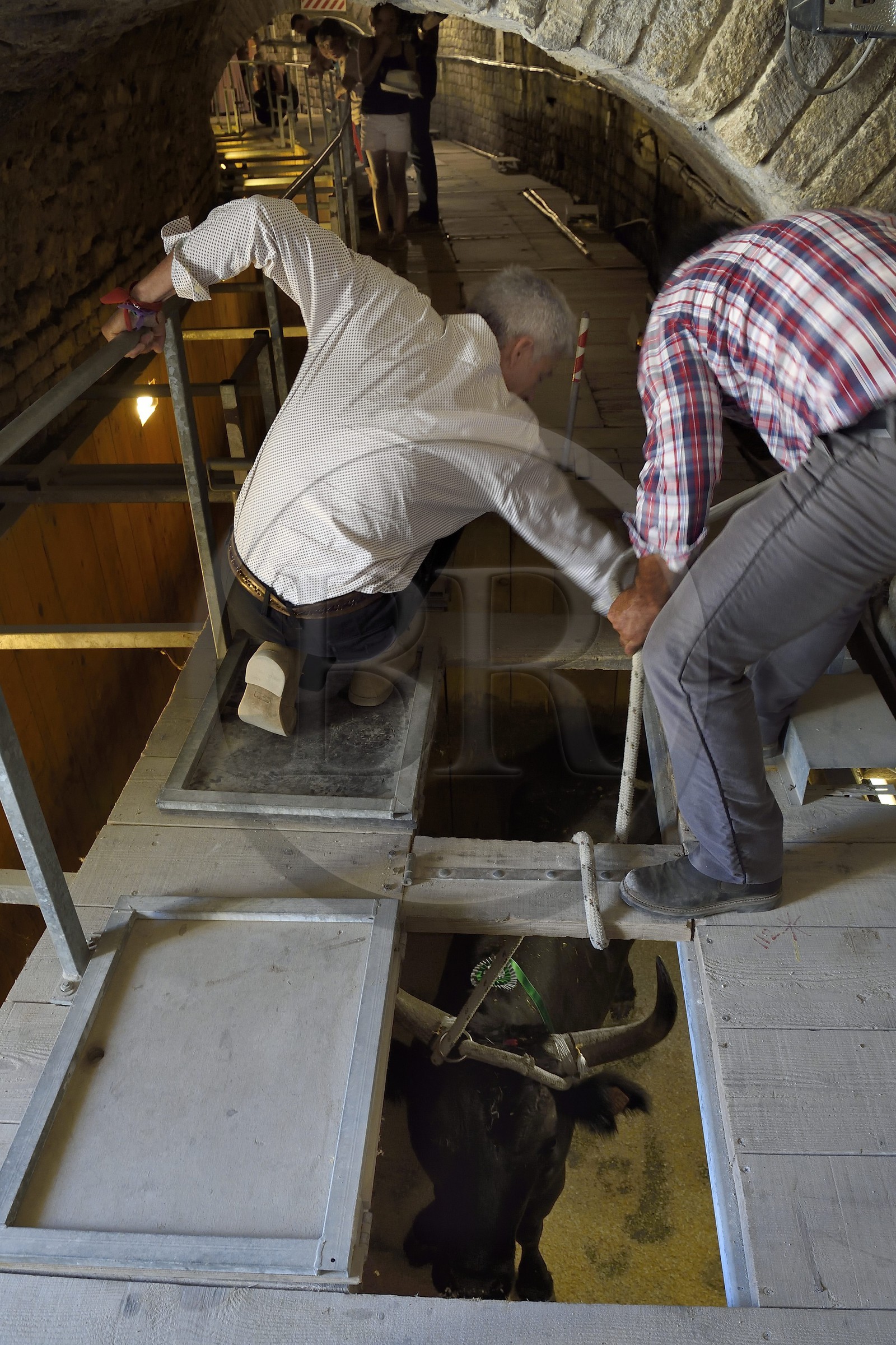France, Bouches-du-Rhône (13), Arles, les Arènes, amphithéâtre romain de 80-90 après JC, classé Patrimoine Mondial de l'UNESCO, arrivée des taureaux dans le toril situé sous les tribunes