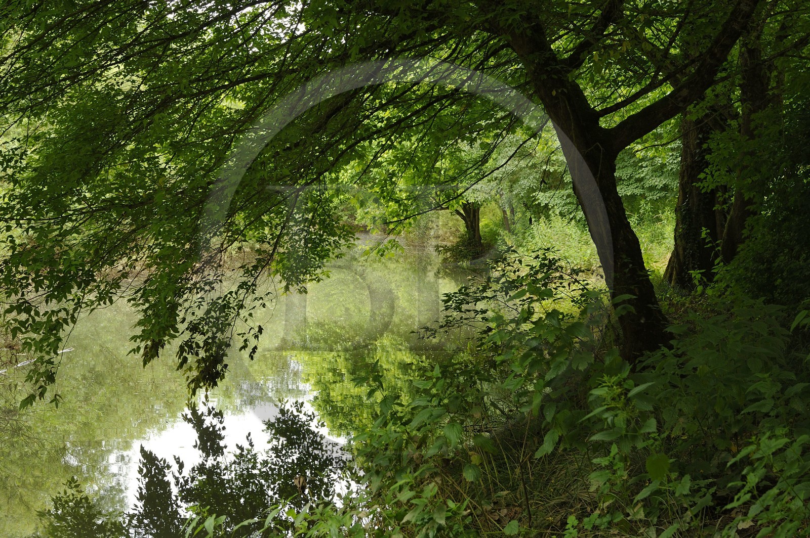 France, Nièvre (58), La Charité-sur-Loire, les bords de Loire le long du sentier du castor